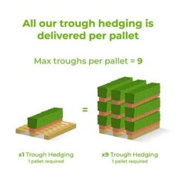 English Yew Instant Trough Hedge 1m (pre-grown) -Garden Supplies Sale Ready20hedges20delivery20image20tm