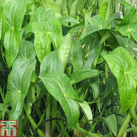 Sagittaria Latifolia (Marginal Aquatic) 1 Sagittaria Latifolia (Marginal Aquatic)