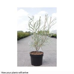 Salix Exigua -Garden Supplies Sale SALI T66445 A h