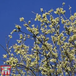 Pussy Willow (Hedging) -Garden Supplies Sale SALI T70372 A