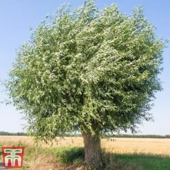 Pussy Willow (Hedging) -Garden Supplies Sale SALI T70372 C