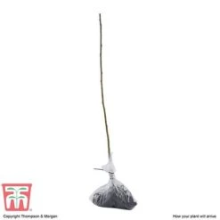 Pussy Willow (Hedging) -Garden Supplies Sale SALI T70372 D