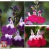Salvia Lips Collection