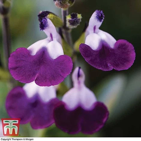 Salvia Lips Collection 2 Salvia Lips Collection - Image 2