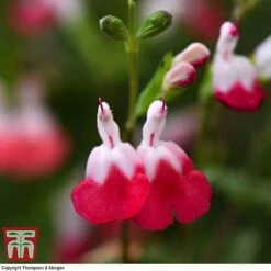 Salvia Lips Collection 7 Salvia Lips Collection -Garden Supplies Sale SALV KB3098 D