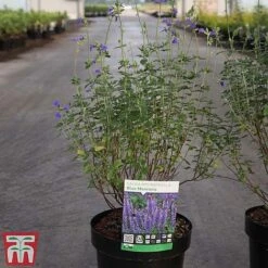 Garden Supplies Sale -Garden Supplies Sale SALV TKA3504 B