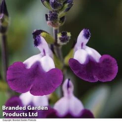 Salvia Lips Duo Collection -Garden Supplies Sale SALV AMETHLIPS T08825