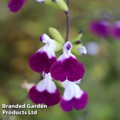 Salvia Lips Duo Collection -Garden Supplies Sale SALV AMETHYSTL S14577