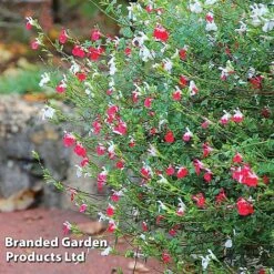 Salvia Lips Duo Collection -Garden Supplies Sale SALV HOTLIPS L09234