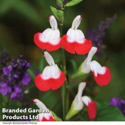Salvia Lips Duo Collection -Garden Supplies Sale SALV HOTLIPS T08816
