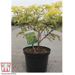 Sambucus Racemosa 'Sutherland Gold' -Garden Supplies Sale SAMB T58160 C