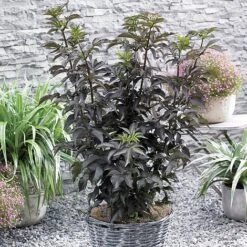 Sambucus Nigra F. Porphyrophylla 'Black Tower'