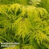 Sambucus Racemosa 'Lemony Lace'