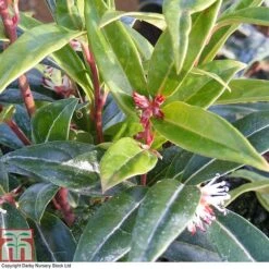 Sarcococca Hookeriana 'Winter Gem' -Garden Supplies Sale SARC T80332 A