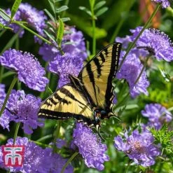 Scabious 'Blue Jeans' -Garden Supplies Sale SCAB T10249 C