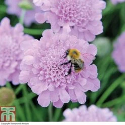 Scabious 'Kudos Collection' -Garden Supplies Sale SCAB T73681 B h