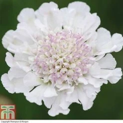 Scabious 'Kudos Collection' -Garden Supplies Sale SCAB T73681 C h