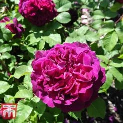 Rose 'Scented Double Purple'