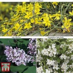 Hardy Shrub Trio -Garden Supplies Sale SCEN WKB6451 A2