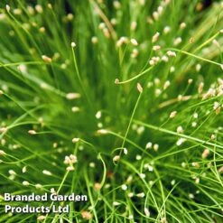 Colourful Ornamental Grass Collection -Garden Supplies Sale SCIR CERNUUS W48107