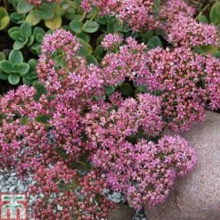 Sedum 'Sunsparkler Lime Zinger' -Garden Supplies Sale SEDU T80920 B
