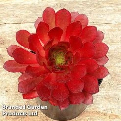 Semponium 'Sienna' -Garden Supplies Sale SEMP SIENNA H43961