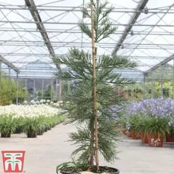 Sequoiadendron Giganteum 'Glaucum' -Garden Supplies Sale SEQU TKA3520 B