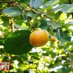 Sharon Fruit 'Fuyu' -Garden Supplies Sale SHAR T14149 D