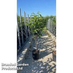 Sharon Fruit 'Fuyu' -Garden Supplies Sale SHAR KAKIFUY7L T52502