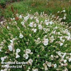Silene Uniflora 'Robin White Breast'