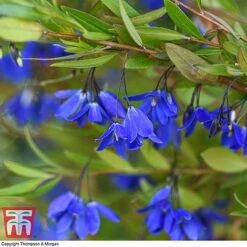 Sollya Heterophylla 'Ultra Blue' -Garden Supplies Sale SOLL KB2764 C