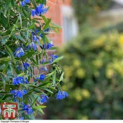 Sollya Heterophylla 'Ultra Blue' -Garden Supplies Sale SOLL KB2764 D