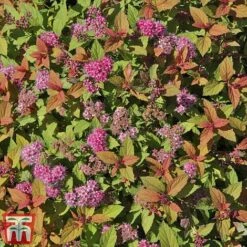 Spiraea Japonica 'Magic Carpet' -Garden Supplies Sale SPIR T58494 D