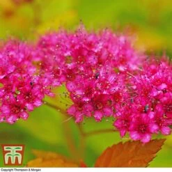 Spiraea Japonica 'Magic Carpet' -Garden Supplies Sale SPIR T58494 E