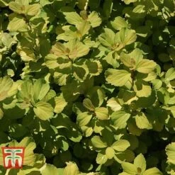 Spiraea Betulifolia 'Tor Gold' 8 Spiraea Betulifolia 'Tor Gold' -Garden Supplies Sale SPIR T66454 D