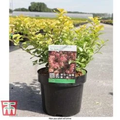Spiraea Betulifolia 'Tor Gold' 9 Spiraea Betulifolia 'Tor Gold' -Garden Supplies Sale SPIR T66454 E
