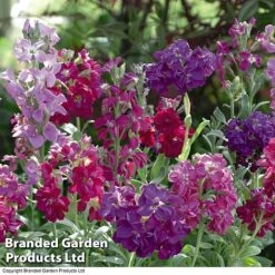 Stock 'Most Scented Mix' -Garden Supplies Sale STOC P6106 C