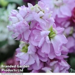 Stock 'Most Scented Mix' -Garden Supplies Sale STOC P6106 E