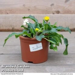 Stock 'Most Scented Mix' -Garden Supplies Sale STOC P6106 F