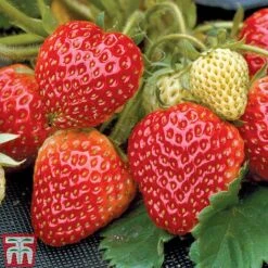Strawberry Full Season Collection -Garden Supplies Sale STRA CWW3188 B