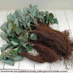 Strawberry Full Season Collection -Garden Supplies Sale STRA CWW3188 B h