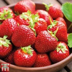 Strawberry Full Season Collection -Garden Supplies Sale STRA CWW3188 C1