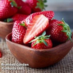 Strawberry Duo -Garden Supplies Sale STRA WKC9773 D