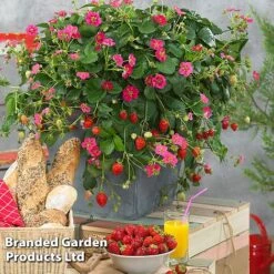 Grow Your Own Strawberry Collection -Garden Supplies Sale STRA TOSCANA S202161