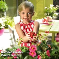 Grow Your Own Strawberry Collection -Garden Supplies Sale STRA TOSCANA S202181