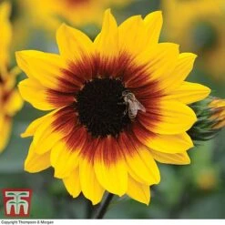 Sunflower SunBelievable™ 'Brown Eyed Girl' 10 Sunflower SunBelievable™ 'Brown Eyed Girl' -Garden Supplies Sale SUNB TKA1036 B
