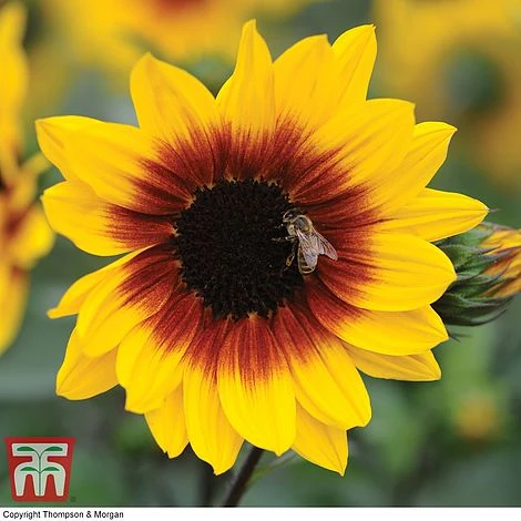 Sunflower SunBelievable™ 'Brown Eyed Girl' 4 Sunflower SunBelievable™ 'Brown Eyed Girl' - Image 4
