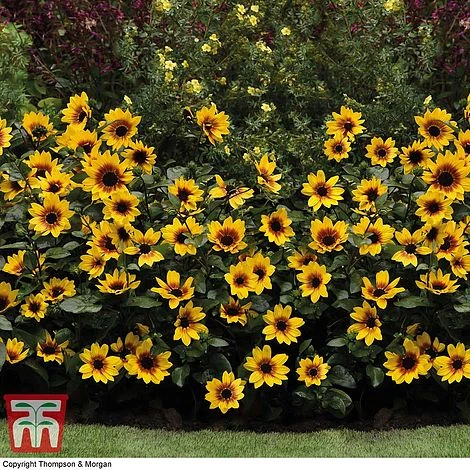 Sunflower SunBelievable™ 'Brown Eyed Girl' 6 Sunflower SunBelievable™ 'Brown Eyed Girl' - Image 6