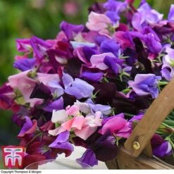 Sweet Pea Duo 8 Sweet Pea Duo -Garden Supplies Sale SWE WKB9969 D