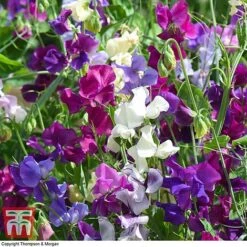 Sweet Pea Duo 9 Sweet Pea Duo -Garden Supplies Sale SWE WKB9969 E